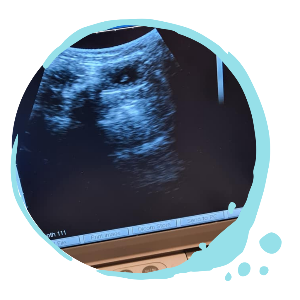 Canine Ultrasound Pregnancy Scan